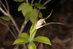 Large whorled pogonia